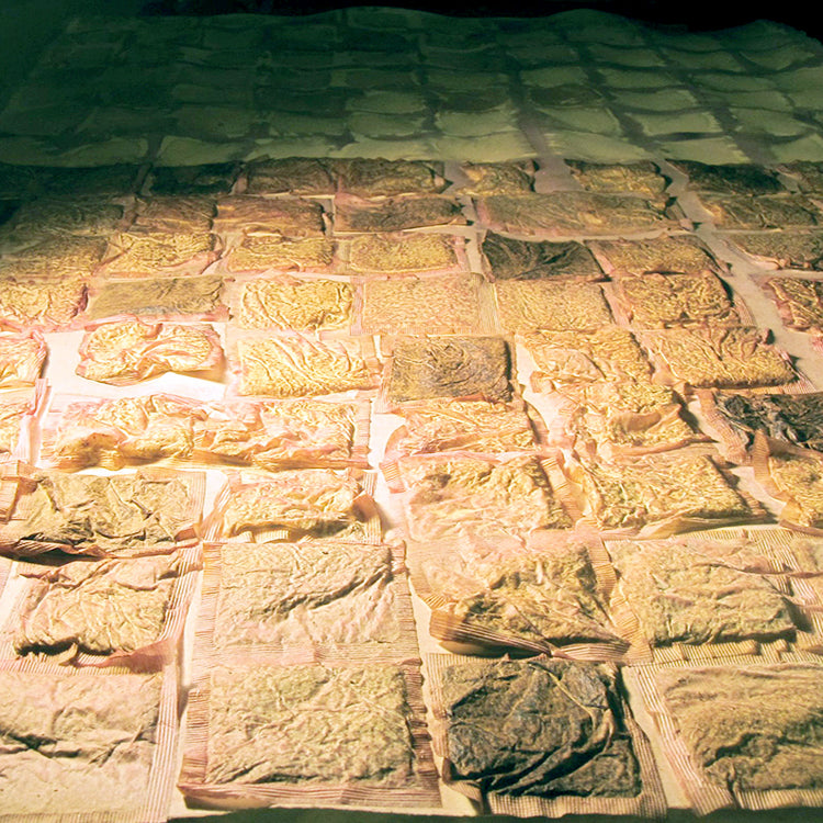 Close-up of Chicory and Camomile teabags drying on watercolor paper before the teabags were removed.